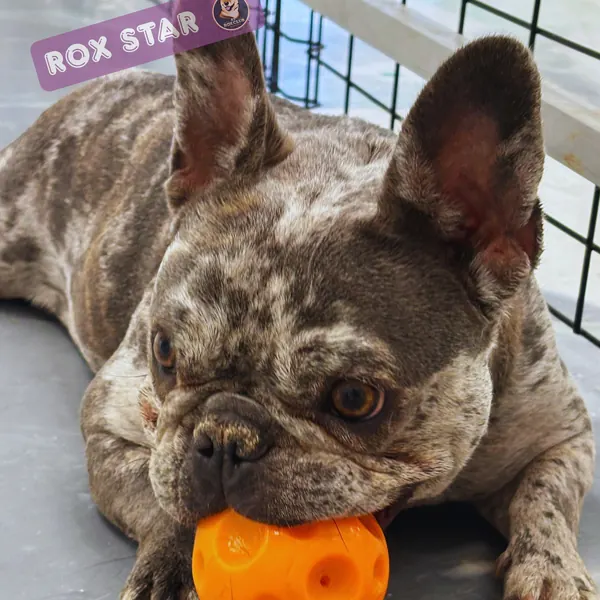 Rox Star: merle French Bulldog with an orange ball at K9 Rox Club